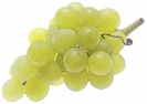 green_grape_bunch_240_T