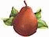 pear_red_anjou