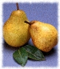 Pears_Picture