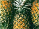 pineapple_2