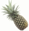 pineapple_4