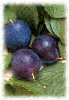 Plums_Picture