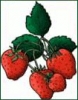 strawberries_1