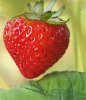 strawberry_08