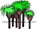 Palmboom