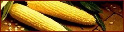 corn_banner