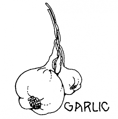 garlic_4
