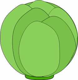 head_of_cabbage