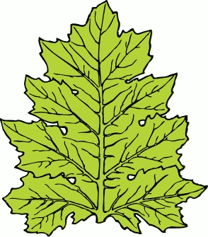 acanthus_leaf