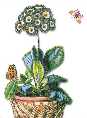 Auricula_potted