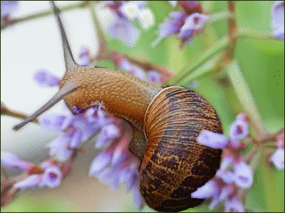 snail_on_flower